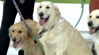 VIDEO „Pot veni să scape de traume”. Locul unde câinii își întâlnesc admiratorii