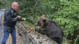 VIDEO Amenzi uriașe pentru cei care hrănesc urșii. Guvernul adoptă măsuri stricte 