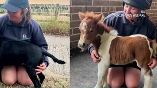 VIDEO Pam, poneiul care răspândește bucurie