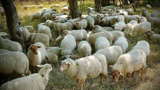 Oile l-au băgat după gratii! Cum au reușit mioarele să încurce viața unui cioban din Alba