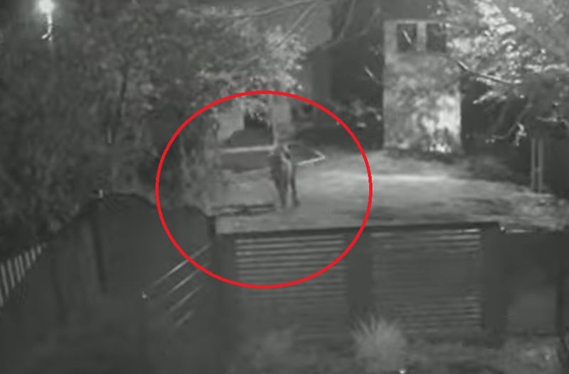 tanara omorata, crima Teleorman, tragedie 