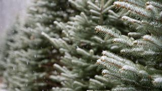 ANM, iarna 2025, cel mai cald an 