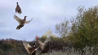 VIDEO Repopulare cu fazani în Dâmbovița