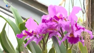 VIDEO Expoziție de orhidee tropicale la Cluj-Napoca