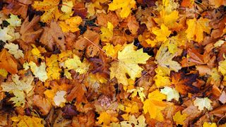 Vremea &icirc;n weekendul 16&ndash;17 noiembrie 2025