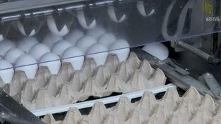 VIDEO Criză de ouă în România. Exporturile masive aduc rafturi goale și prețuri mai mari