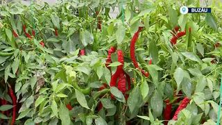 VIDEO &bdquo;Este foarte bogat &icirc;n vitamina C&rdquo;. Ardeiul &bdquo;Halep&rdquo;, noul soi rom&acirc;nesc