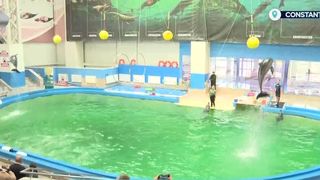 VIDEO &bdquo;Trebuie să asigurăm condiții&rdquo;. Familia delfinariului se mărește