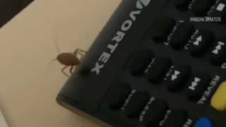 VIDEO Pacienții vin și pleacă, dar g&acirc;ndacii răm&acirc;n. Imagini revoltătoare la Spitalul din Slatina