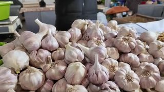 VIDEO Usturoiul rom&acirc;nesc, &icirc;n criză. De ce a ajuns &icirc;n pericol de dispariție