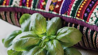 Tradiţii de Sf. Andrei 2025