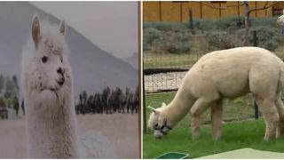 VIDEO Ce faci în weekend, cu Claudia Costandiș. Retreat cu alpaca