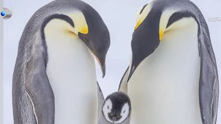 VIDEO Pinguinii din Antartica, imagini de colecție