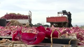 VIDEO Situație disperată pentru fermierii din Buzău. Recolta record ajunge la gunoi din lipsă de cumpărători