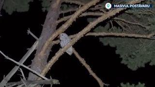 VIDEO Stațiune de lux, paradis pentru huhurezi. Păsările ți-au găsit casa perfectă &icirc;n Rom&acirc;nia