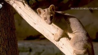 VIDEO Trei pui de fossa, vedete la grădina zoologică din San Diego