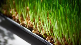 Ajunul Sfântului Andrei