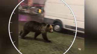 VIDEO Alertă &icirc;n Brașov. Un urs a fost surprins pe străzi și a ajuns &icirc;n parcarea unui mall