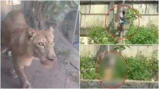 VIDEO Scene șocante la grădina zoologică! Un tânăr de 19 ani a fost ucis de o leoaică, după ce a intrat în țarcul ei: „Visa să devină dresor”