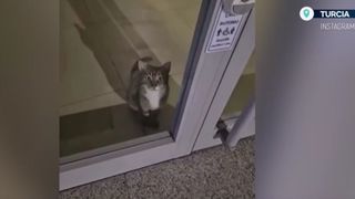 VIDEO O pisicuță „infractoare” a declanțat alarma din bancă. Polițiștii au avut parte de o surpriză 