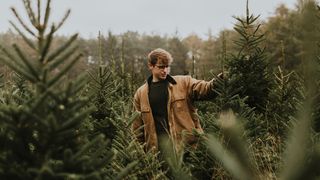 Preț brad de Crăciun 2025