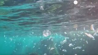 VIDEO Marea Neagră, mai caldă în decembrie decât în iulie. Meduzele invadează țărmul la început de iarnă 