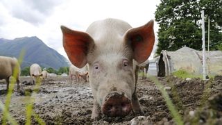 De ce se taie porcul de Ignat?