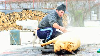 De ce se taie porcul de Ignat? Tradiții pentru această zi