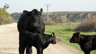 A dat halatul de medic pe cizmele de fermier