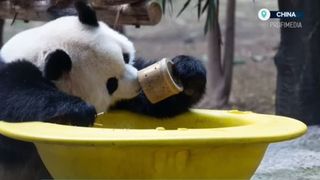 VIDEO Urșii panda, momente de relaxare