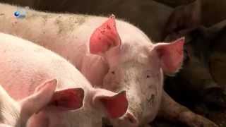 VIDEO Focarele de pestă porcină nu mai sunt excepții