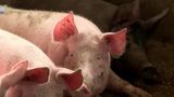 VIDEO Focarele de pestă porcină nu mai sunt excepții