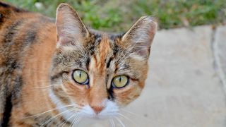 De ce au &icirc;n Grecia pisicile v&acirc;rful urechii tăiat