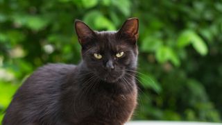 De ce au &icirc;n Grecia pisicile v&acirc;rful urechii tăiat