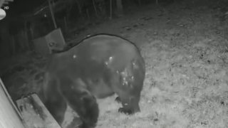 VIDEO Urs uriaș, surprins &icirc;ntr-o curte din Vrancea