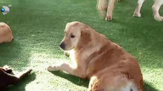 VIDEO &bdquo;Se joacă toată ziua și toată noaptea&rdquo;. Animalele care aduc spiritul Crăciunului