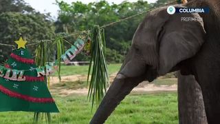 VIDEO Atmosferă de sărbătoare la o grădină zoologică din Columbia