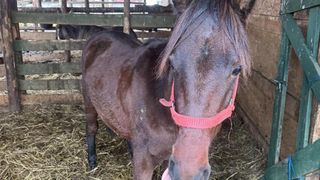 Situație disperată &icirc;n Dolj! Sute de cai sunt &icirc;n pericol de moarte