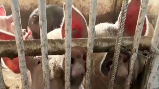 VIDEO Focar de pestă porcină &icirc;n prag de sărbători. Peste 1500 de animale sunt sacrificate