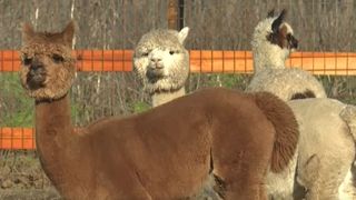VIDEO Moșul vine cu alpaca la Craiova