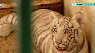 VIDEO Pui de tigru alb, mort din neglijență la grădina zoologică din Craiova