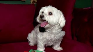 VIDEO Accesorii de lux pentru animalele de companie