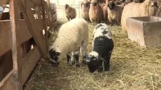 VIDEO &bdquo;Noroc că e alb&rdquo;. Primii miei din noul an