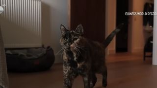 VIDEO Flossie, cea mai bătr&acirc;nă pisică din lume, sărbătorește 30 de ani plini de afecțiune