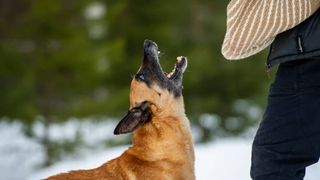 Un rom&acirc;n, salvat din colții c&acirc;inelui de soție. Animalul lor l-a atacat &icirc;n casă, din senin