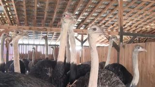 Struții schimbă meniul rom&acirc;nilor