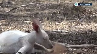 VIDEO Cangurul alb, vedetă &icirc;n Australia