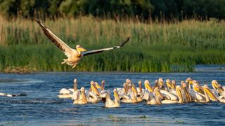 Destinații de vacanță din Rom&acirc;nia &icirc;n 2026 - Delta Dunării