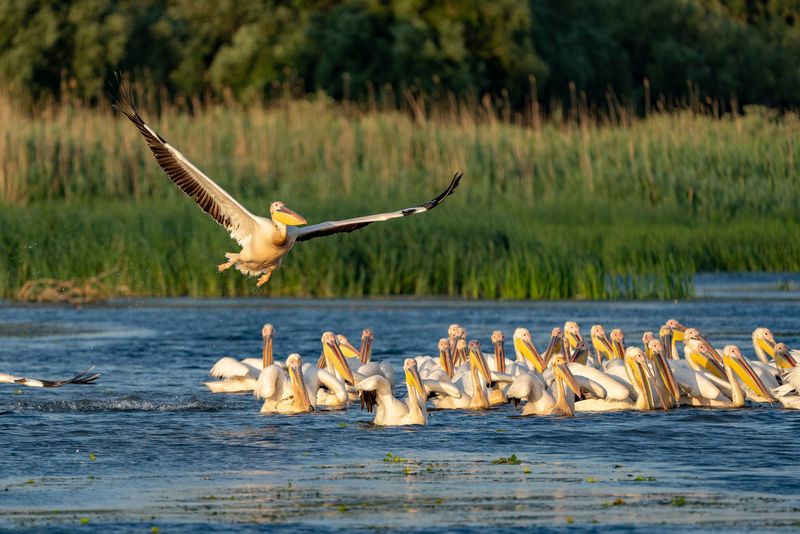 Destinații de vacanță din România în 2026 - Delta Dunării