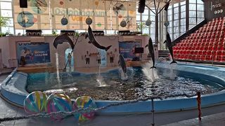 VIDEO Unde poți &icirc;nota cu delfinii aproape de Rom&acirc;nia. O experiență care se planifică din timp